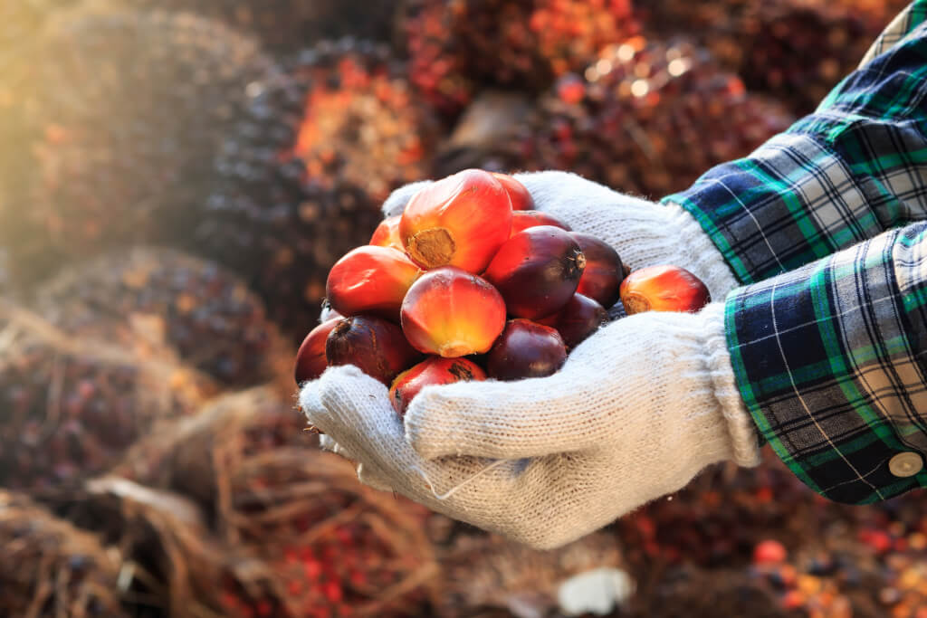 Пальмовое масло: правда и мифы о самом дешевом жире