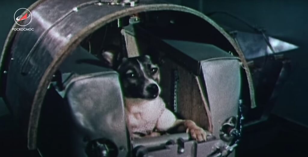 Первая собака в спутнике. Собака лайка на спутнике 2. Собака лайка 1957. Собака лайка в космосе 1957. Собачка лайка в 1957 году на космическом аппарате Спутник 2.